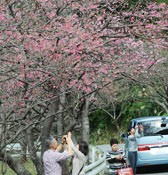 Motobu Yaedake Cherry Blossom Festival kicks off
