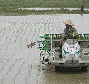 Planting of rice begins on Ishigaki Island - the earliest in Japan