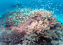 Kerama Islands to be designated as a national park