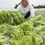 Summer vegetable <em>uncheba</em> harvest under cloudy skies
