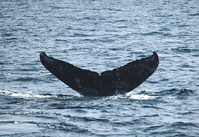 Whale watching tour starts