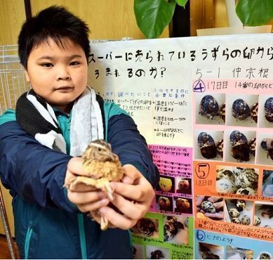 Fifth grade student successfully hatches quail’s egg bought from store