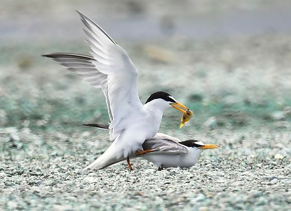 Little terns: Nurturing love in material storage area