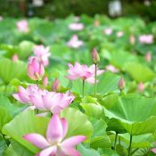 Lotus flowers announce the arrival of summer in the water garden at Okinawa’s Southeast Botanical Gardens