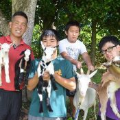 Four Goat Kids Born in One Month at Hentona High School in Ogimi