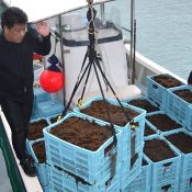 Mozuku harvest begins in Miyakojima, yielding “thick, high quality seaweed, a prime result”